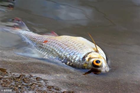 死魚怎麼處理|魚缸里的魚死了，如何處理魚缸？